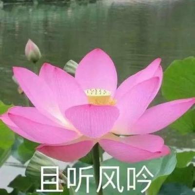 叶延珍伊川焦点团队坚持原创分享2497天《玫瑰的故事摘记》（2024.6.23星期日）